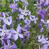 500 EVENING ( night ) SCENTED STOCK Matthiola Longipetala Bicornis Flower Seeds