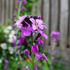 500 EVENING ( night ) SCENTED STOCK Matthiola Longipetala Bicornis Flower Seeds