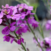 500 EVENING ( night ) SCENTED STOCK Matthiola Longipetala Bicornis Flower Seeds