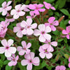 250 TALL SOAPWORT Saponaria Hispanica syn. Saponaria Vaccaria Cowcockle Prairie Carnation Cow Herb Pink Flower Seed