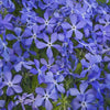 500 EVENING ( night ) SCENTED STOCK Matthiola Longipetala Bicornis Flower Seeds