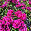 50 MAGENTA CARNATION Dianthus Caryophyllus Chabaud Flower Seeds