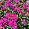 50 MAGENTA CARNATION Dianthus Caryophyllus Chabaud Flower Seeds
