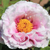 5 GARDEN PEONY Paeonia Lactiflora Red Pink White Mix Chinese Peony Flower Seeds