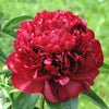 5 GARDEN PEONY Paeonia Lactiflora Red Pink White Mix Chinese Peony Flower Seeds
