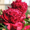 5 GARDEN PEONY Paeonia Lactiflora Red Pink White Mix Chinese Peony Flower Seeds