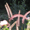 25 PURPLE FOUNTAIN GRASS Ornamental Pennisetum Setaceum Dark Burgundy Flower Seeds