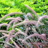 25 PURPLE FOUNTAIN GRASS Ornamental Pennisetum Setaceum Dark Burgundy Flower Seeds
