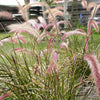 25 PURPLE FOUNTAIN GRASS Ornamental Pennisetum Setaceum Dark Burgundy Flower Seeds