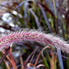 25 PURPLE FOUNTAIN GRASS Ornamental Pennisetum Setaceum Dark Burgundy Flower Seeds