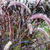 25 PURPLE FOUNTAIN GRASS Ornamental Pennisetum Setaceum Dark Burgundy Flower Seeds