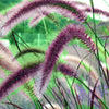 25 PURPLE FOUNTAIN GRASS Ornamental Pennisetum Setaceum Dark Burgundy Flower Seeds