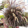 25 PURPLE FOUNTAIN GRASS Ornamental Pennisetum Setaceum Dark Burgundy Flower Seeds