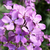 500 EVENING ( night ) SCENTED STOCK Matthiola Longipetala Bicornis Flower Seeds