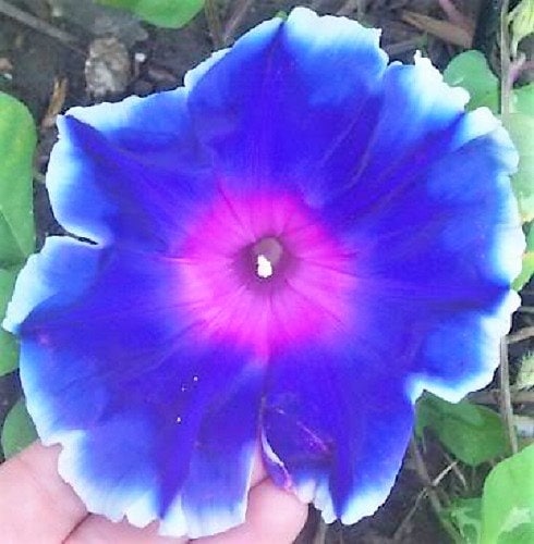 50 Mixed JAPANESE MORNING GLORY Ipomoea Nil Flower Vine Color Mix Bicolor Tricolor Blue Red White Pink Purple Violet Seeds