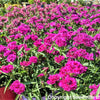 50 MAGENTA CARNATION Dianthus Caryophyllus Chabaud Flower Seeds