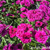 50 MAGENTA CARNATION Dianthus Caryophyllus Chabaud Flower Seeds