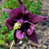 20 BLACK COLUMBINE Dark Columbine Aquilegia Atrata Deep Purple Flower Seeds
