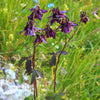 20 BLACK COLUMBINE Dark Columbine Aquilegia Atrata Deep Purple Flower Seeds