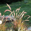 25 PURPLE FOUNTAIN GRASS Ornamental Pennisetum Setaceum Dark Burgundy Flower Seeds