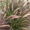 25 PURPLE FOUNTAIN GRASS Ornamental Pennisetum Setaceum Dark Burgundy Flower Seeds