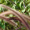25 PURPLE FOUNTAIN GRASS Ornamental Pennisetum Setaceum Dark Burgundy Flower Seeds