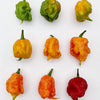 10 Red CAROLINA REAPER PEPPER World's Hottest Capsicum Chinense Hot Chili Vegetable Seeds