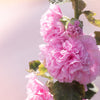 50 Dwarf Double HOLLYHOCK MAJORETTE MIX Alcea Rosea Red Pink White Maroon Yellow Mixed Color Flower Seeds