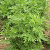 1000 Artemisia Annua Seeds – Sweet Annie Fragrant Herb