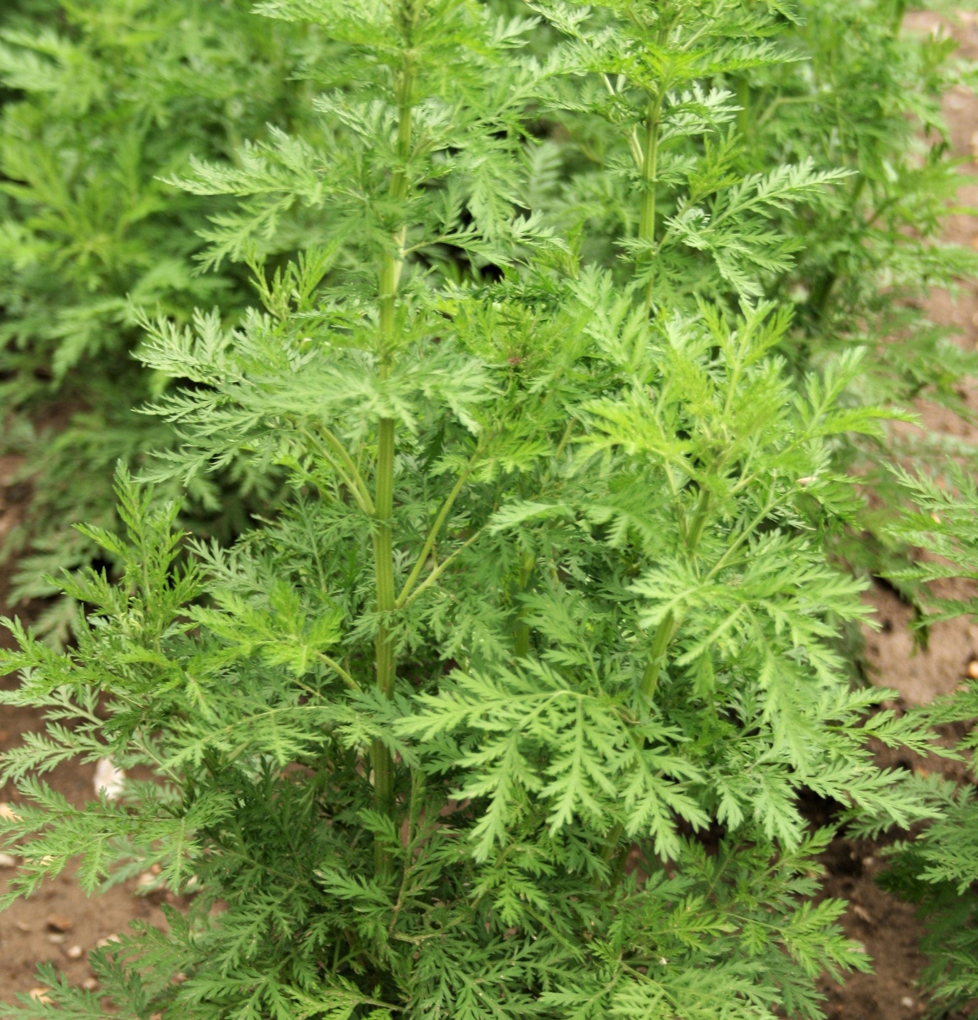 1000 Artemisia Annua Seeds – Sweet Annie Fragrant Herb