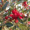 20 SILVER BUFFALOBERRY Shepherdia Argentea Red Fruit Native Bullberry Berry Shrub Seeds