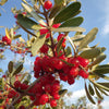 20 SILVER BUFFALOBERRY Shepherdia Argentea Red Fruit Native Bullberry Berry Shrub Seeds