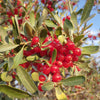 20 SILVER BUFFALOBERRY Shepherdia Argentea Red Fruit Native Bullberry Berry Shrub Seeds