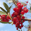 20 SILVER BUFFALOBERRY Shepherdia Argentea Red Fruit Native Bullberry Berry Shrub Seeds