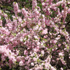 10 FLOWERING ALMOND Prunus Triloba aka Flowering Plum & Rose Tree Fragrant Double Pink Flower Shrub Seeds