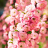 10 FLOWERING ALMOND Prunus Triloba aka Flowering Plum & Rose Tree Fragrant Double Pink Flower Shrub Seeds