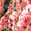 10 FLOWERING ALMOND Prunus Triloba aka Flowering Plum & Rose Tree Fragrant Double Pink Flower Shrub Seeds