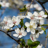 5 AMERICAN PLUM Prunus Americana Red Purple Fruit White Flower Shrub Tree Seeds