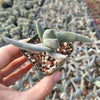 Crassula falcata 'Propeller Plant'