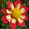 50 MIXED COLLARETTE DAHLIA Variabilis Two Tone Mix of Red Pink Purple White Yellow Maroon Peach Flower Seeds