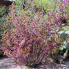 5 MEXICAN BUCKEYE Ungnadia Speciosa Shrub Tree Pink Purple Fragrant Flower Seeds