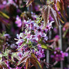 5 MEXICAN BUCKEYE Ungnadia Speciosa Shrub Tree Pink Purple Fragrant Flower Seeds