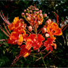 10 RED BIRD Of PARADISE Caesalpinia Pulcherrima aka Pride of Barbados, Dwarf Poinciana, Peacock Flower Seeds