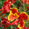 10 RED BIRD Of PARADISE Caesalpinia Pulcherrima aka Pride of Barbados, Dwarf Poinciana, Peacock Flower Seeds