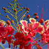 10 RED BIRD Of PARADISE Caesalpinia Pulcherrima aka Pride of Barbados, Dwarf Poinciana, Peacock Flower Seeds