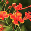 10 RED BIRD Of PARADISE Caesalpinia Pulcherrima aka Pride of Barbados, Dwarf Poinciana, Peacock Flower Seeds