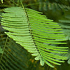 10 RED BIRD Of PARADISE Caesalpinia Pulcherrima aka Pride of Barbados, Dwarf Poinciana, Peacock Flower Seeds