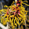 25 American WITCH HAZEL Hamamelis Virginiana Alder Shrub Tree Yellow Flower Seeds