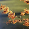 25 American WITCH HAZEL Hamamelis Virginiana Alder Shrub Tree Yellow Flower Seeds