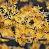 25 American WITCH HAZEL Hamamelis Virginiana Alder Shrub Tree Yellow Flower Seeds